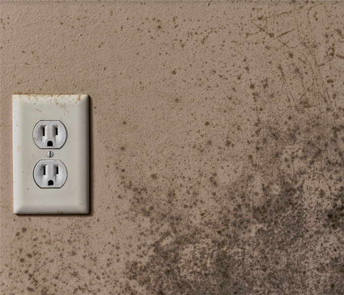 mold growing on a wall near an outlet
