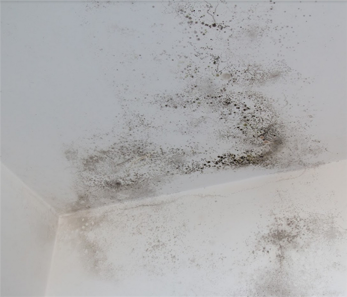 mold growing in the corner of a room on the walls