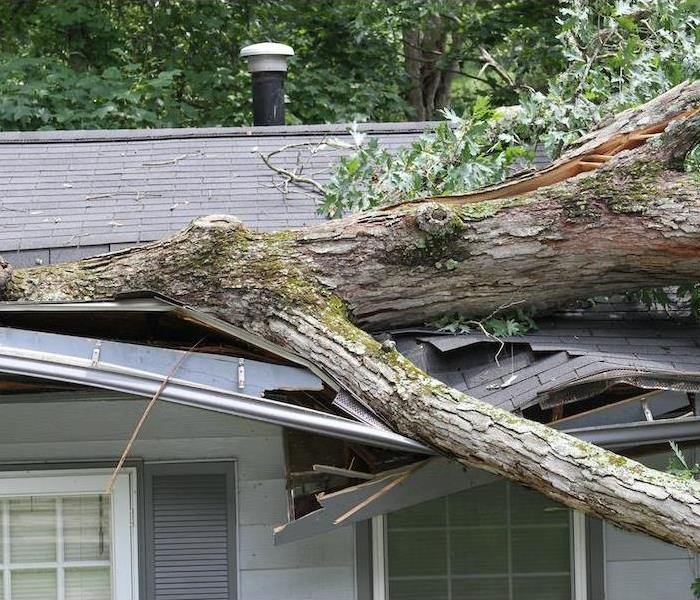 Tree fallen into roof of home